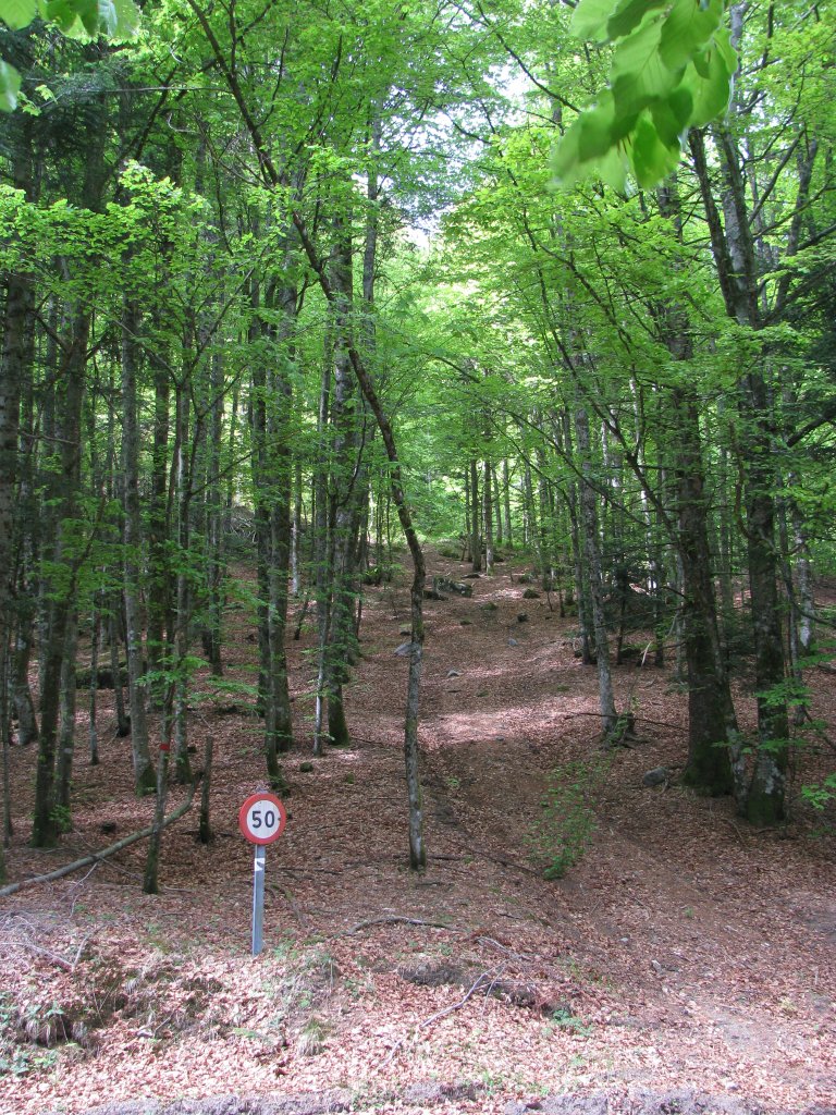20110428_131518p.jpg