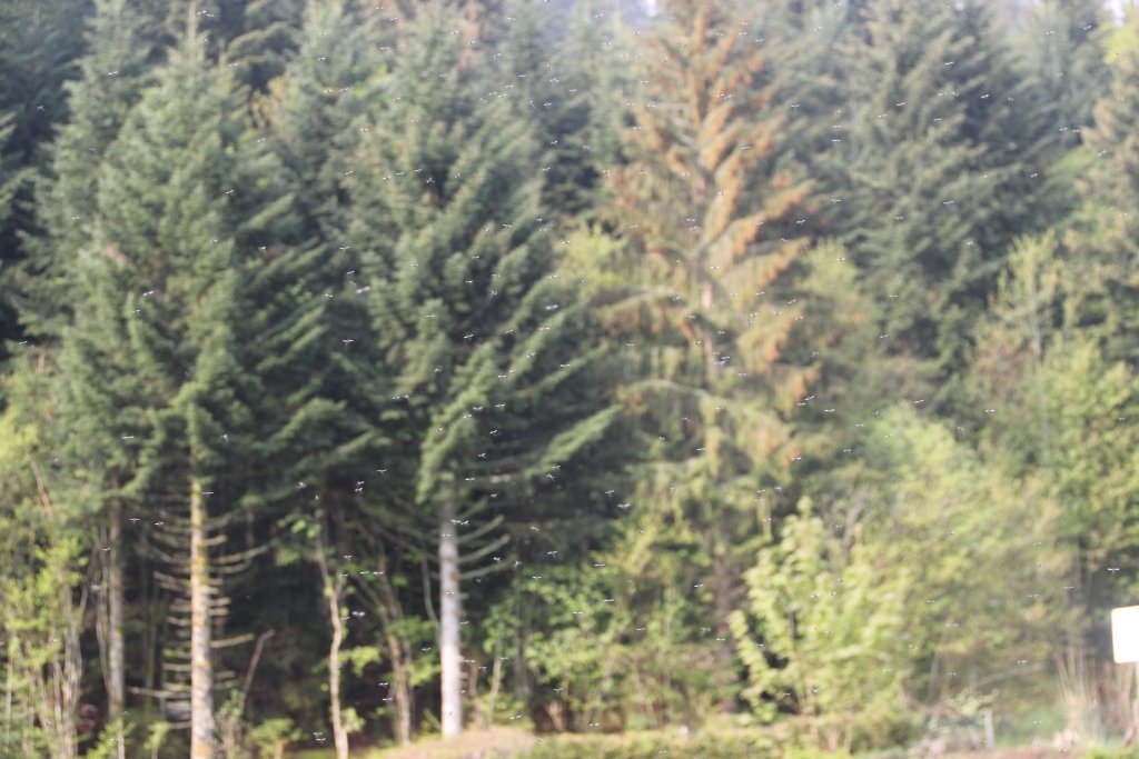 20110429_090918u.jpg