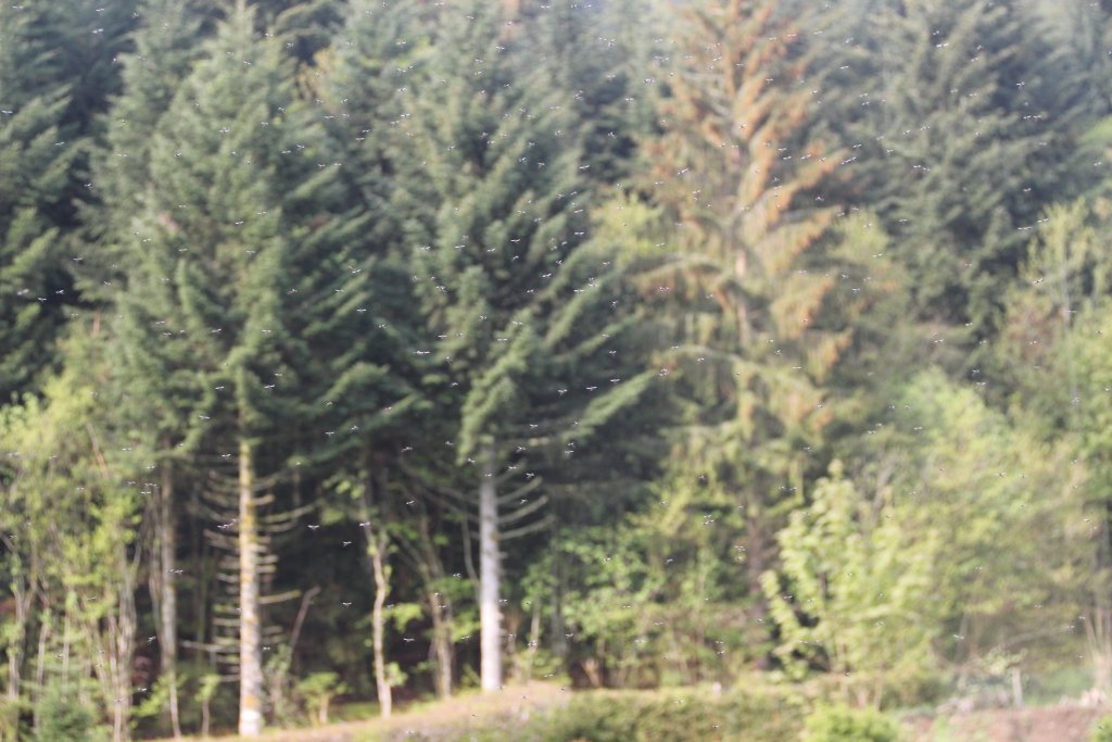 20110429_090928u.jpg