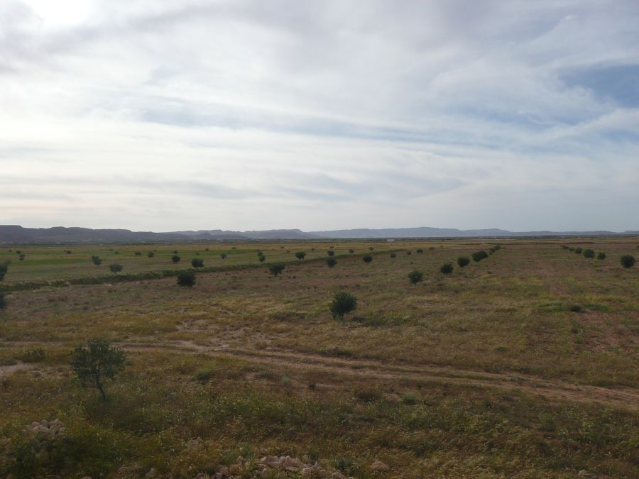 20120410-164155-filly.jpg